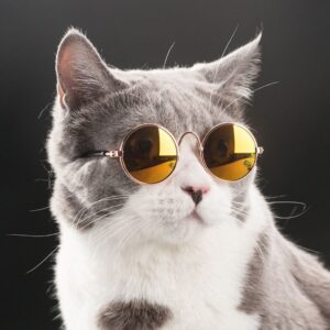 Small Glasses for Pets