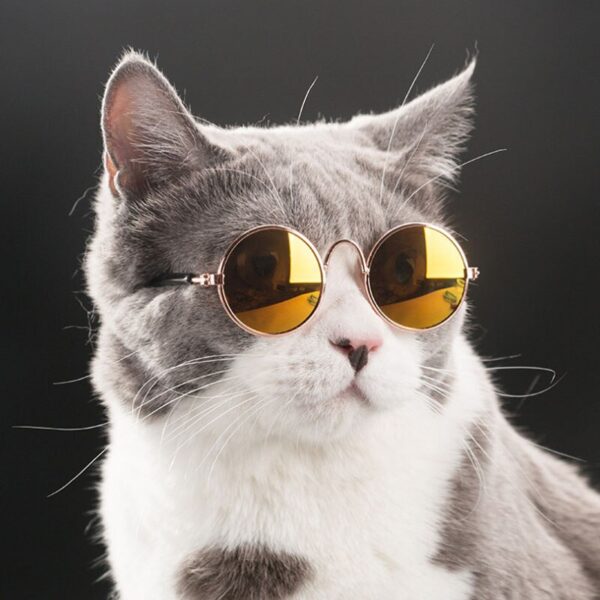 Small Glasses for Pets