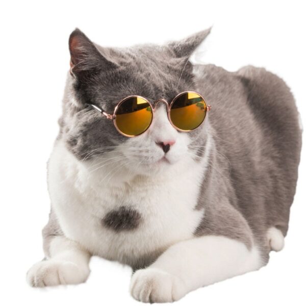 Small Glasses for Pets - Image 3