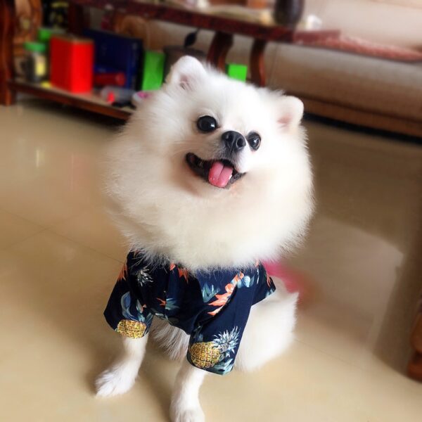 Spring/Summer Cotton Printed Clothes For Small Pets - Image 5