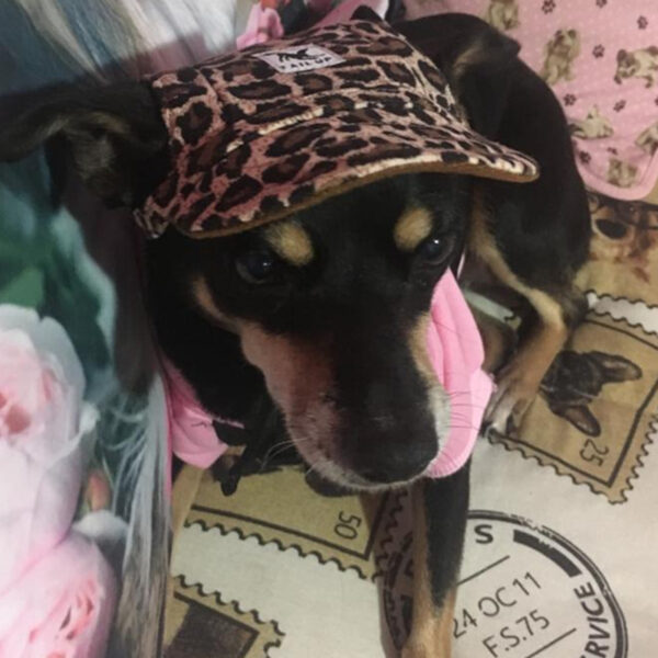 Casual Canvas Cap for Dogs - Image 8