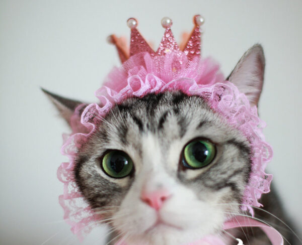 Cat Headwear - Image 5
