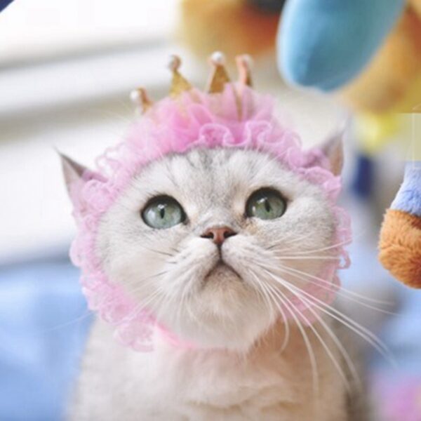 Cat Headwear - Image 3