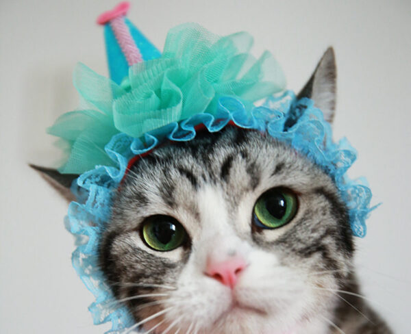 Cat Headwear - Image 7