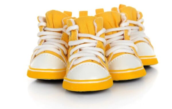 Pet Candy Color Shoes - Image 4