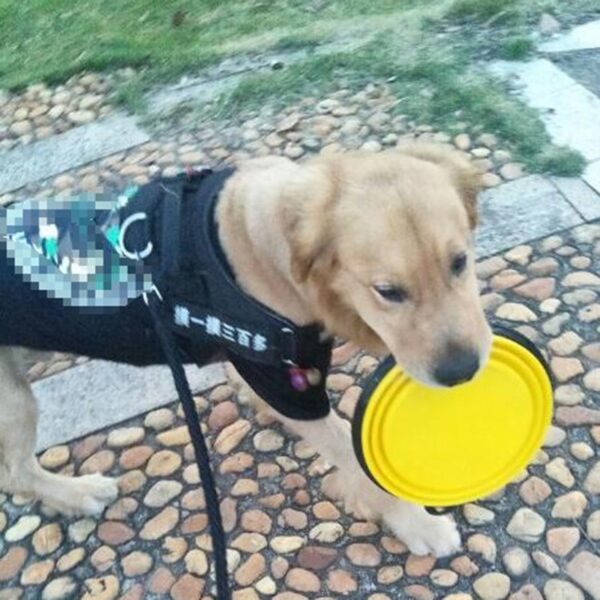 Collapsible Pet Silicone Bowl - Image 4