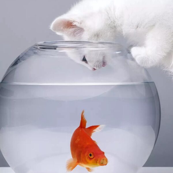 Water Robot Fish for Cat - Image 4
