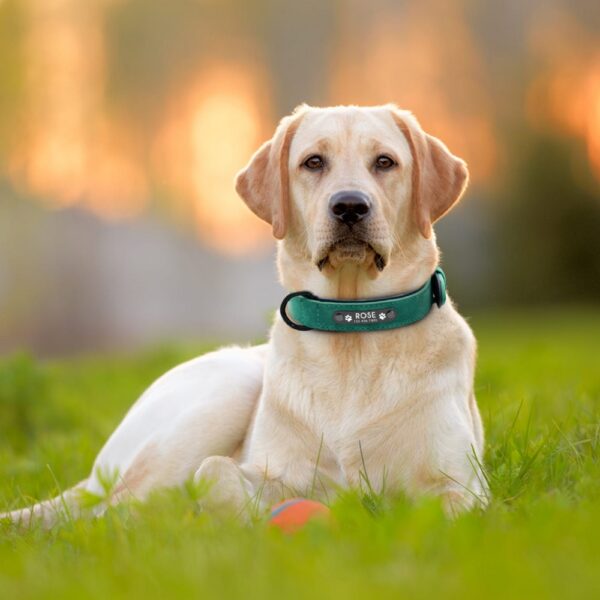Dog's Leather Collar with ID Tag - Image 6