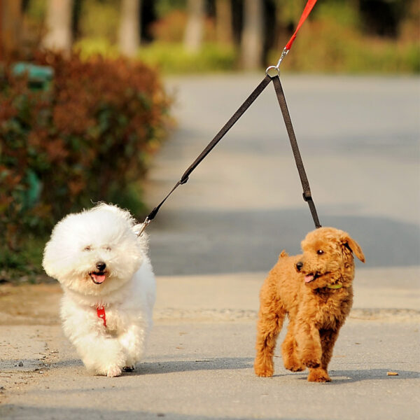 Double Twin Walking Leash
