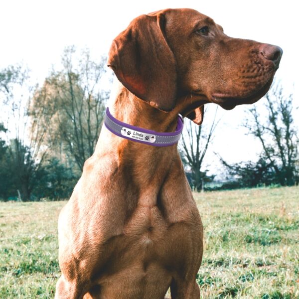 Personalized Reflective Dog Collar - Image 7