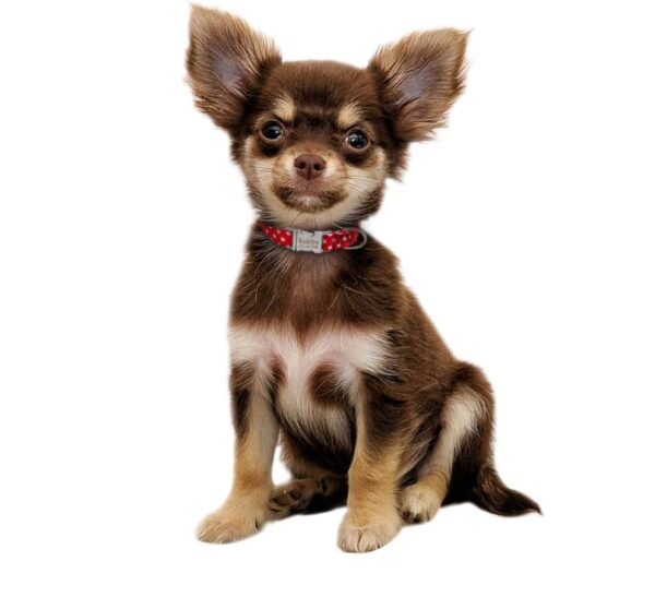 Dog's Polka Dot Collar - Image 6