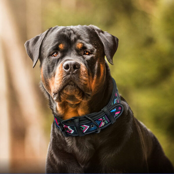 Colorful Reflective Nylon Dog Collar - Image 6